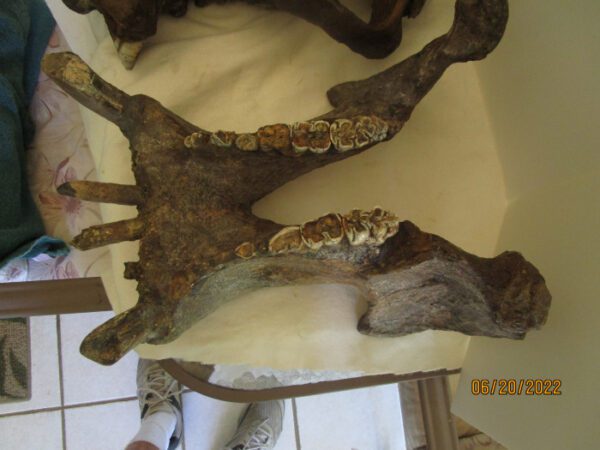 A giraffe is sitting on the ground and has its legs crossed.