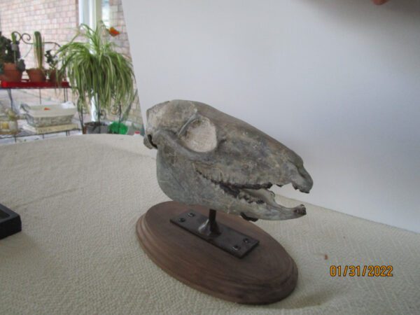 A skull of an animal on top of a wooden stand.