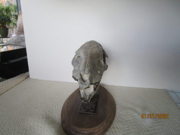 A small animal skull on top of a wooden base.