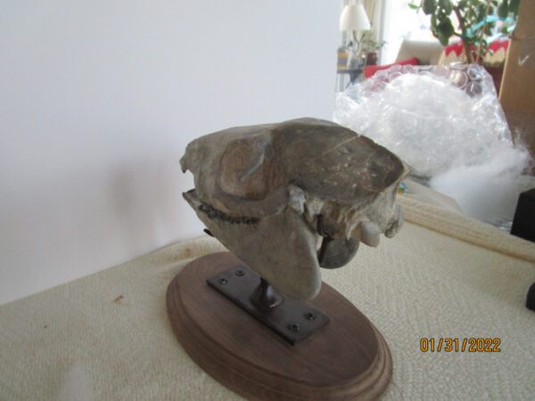 A small stone skull on a wooden stand.