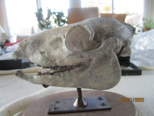 A skull of an animal on top of a table.