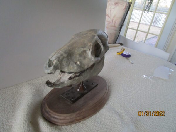 A skull on top of a wooden stand.