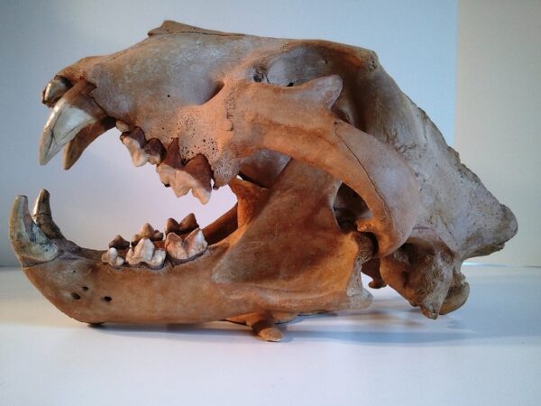A close up of an animal skull on a table