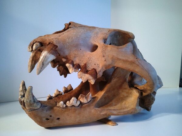 A close up of an animal skull with teeth