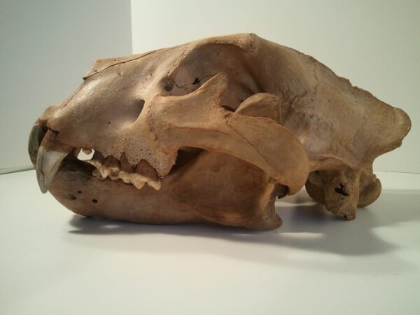 A close up of the side of an animal skull