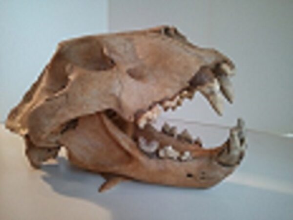 A close up of an animal skull with teeth