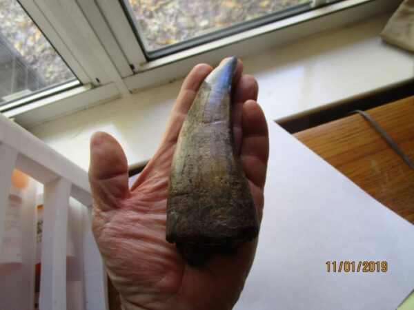 A hand holding an animal tooth in front of a window.