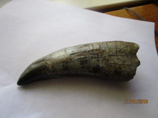 A large animal tooth is sitting on top of the table.