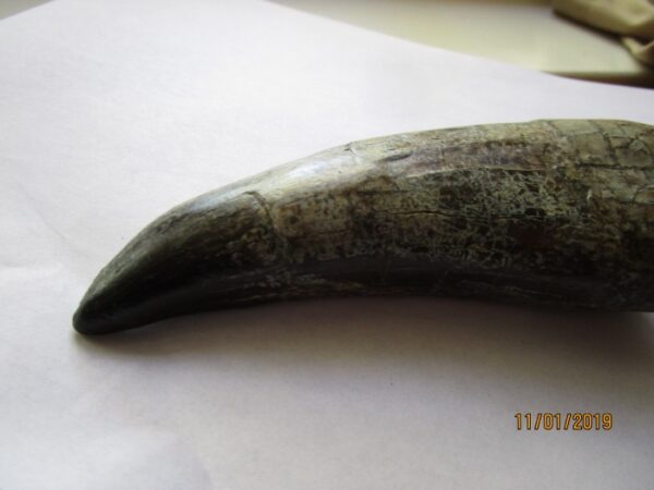 A large animal tooth is sitting on top of the table.