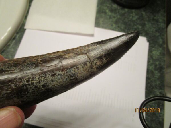 A close up of an animal horn on the table