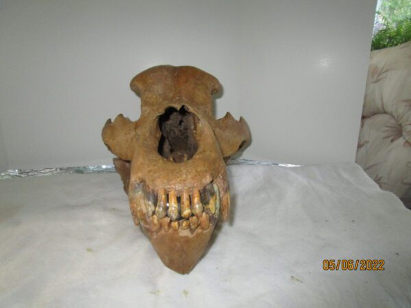 A close up of the teeth on an animal skull