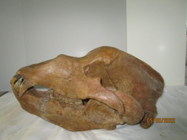 A large animal skull sitting on top of a table.