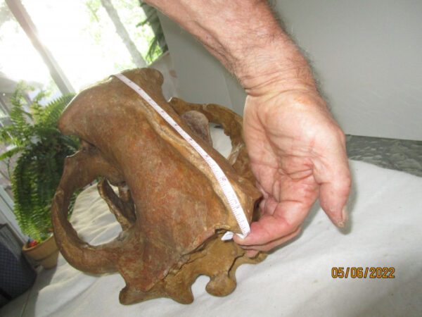 A person holding onto the side of a cow skull.