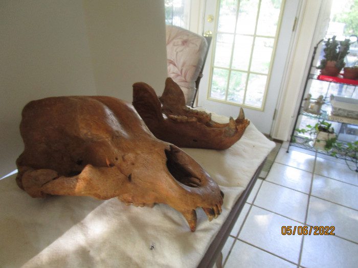 A large animal skull laying on top of a table.
