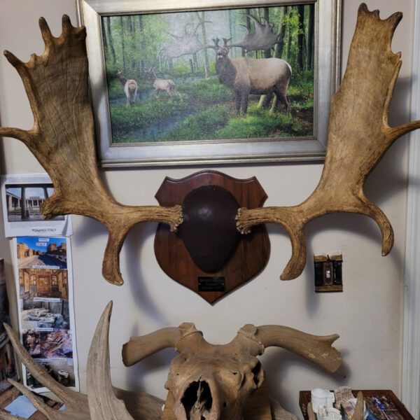 A picture of an animal in the background.