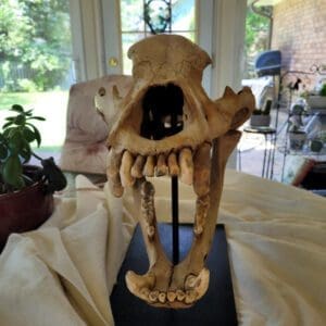 A skeleton of an animal sitting on top of a table.