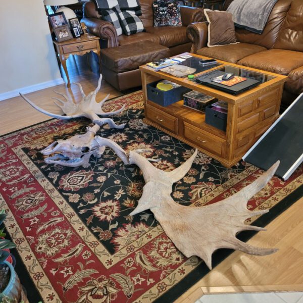 A living room with two deer heads on the floor