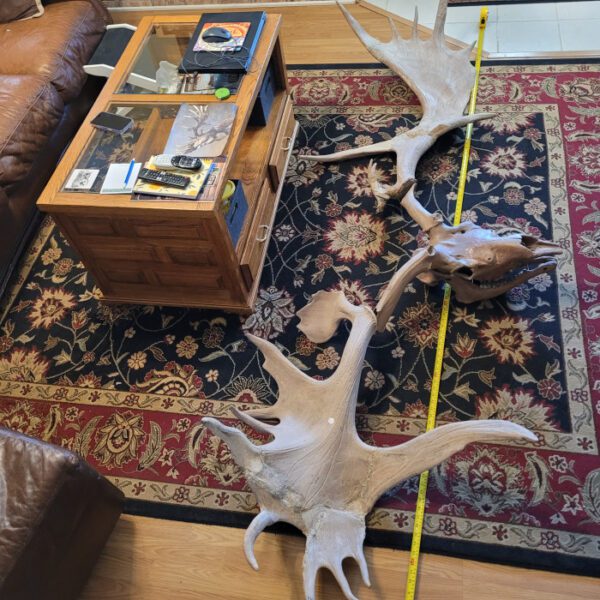 A room with a rug, table and two deer heads.