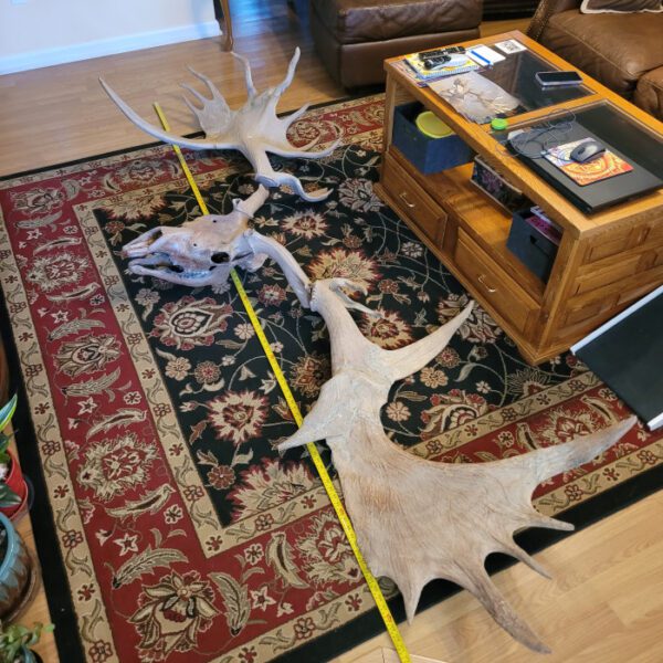 A rug with two deer heads on it