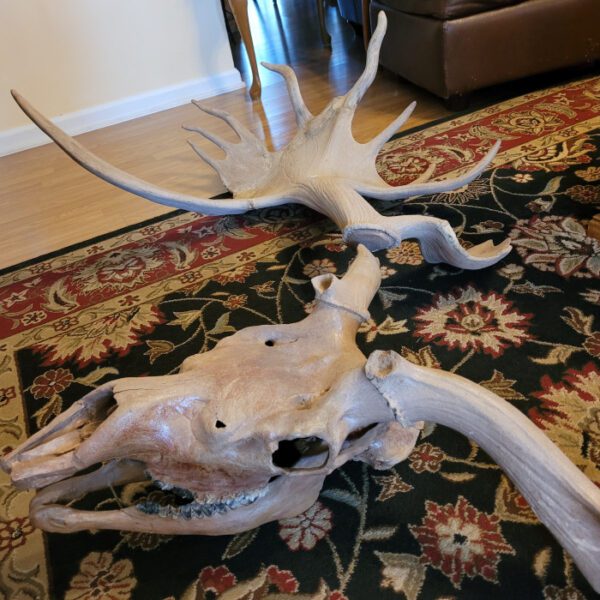 A large animal skull on the floor of a living room.