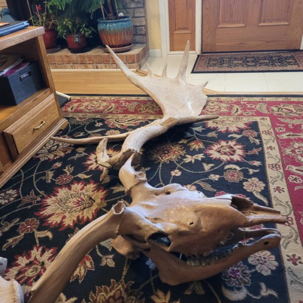 A rug with two horns on it and a wooden skull.