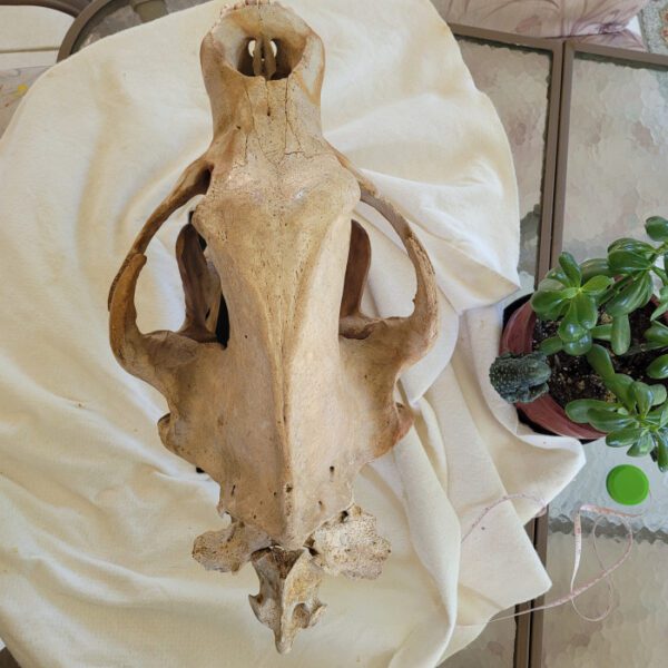 A cow skull sitting on top of a table.