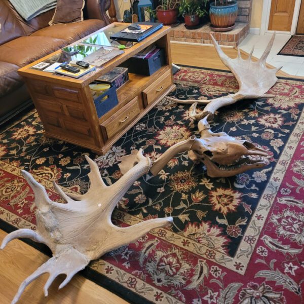 A rug with two large antlers on it