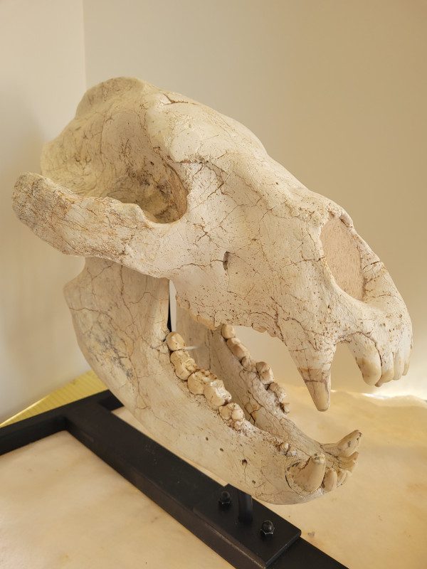 kev4so11 A close up of the side of an animal skull