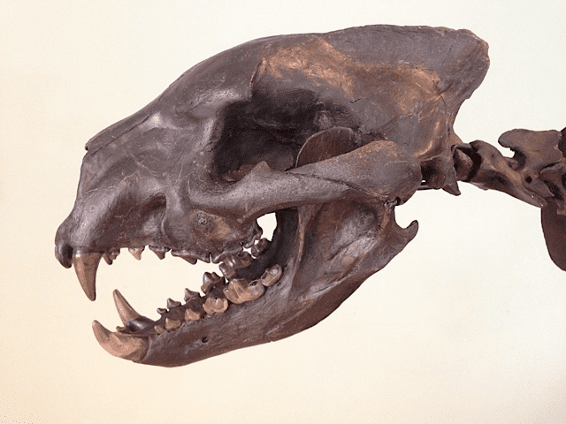 A close up of the skull of an animal