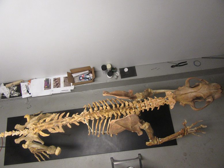 A skeleton of an animal is laying on the floor.