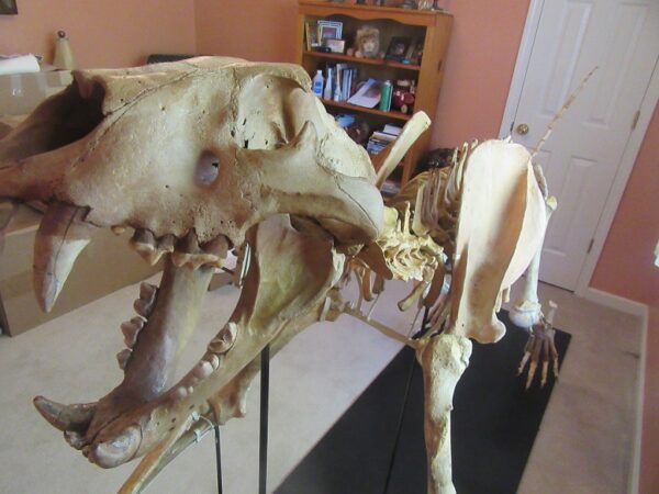 A skeleton of an animal in the middle of a room.