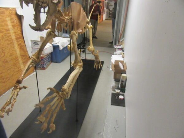 A skeleton of an animal in the middle of a room.
