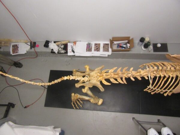 A skeleton of an animal is sitting on the floor.