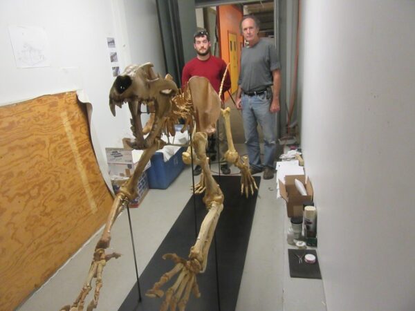 Two men standing next to a skeleton of an animal.