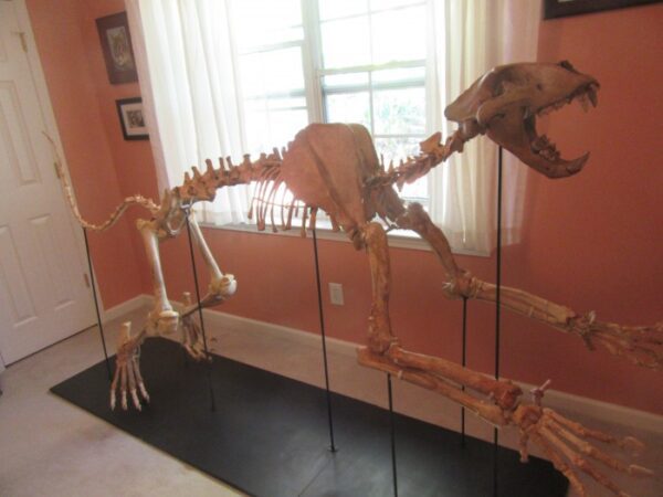 A room with several skeletons of animals and birds.