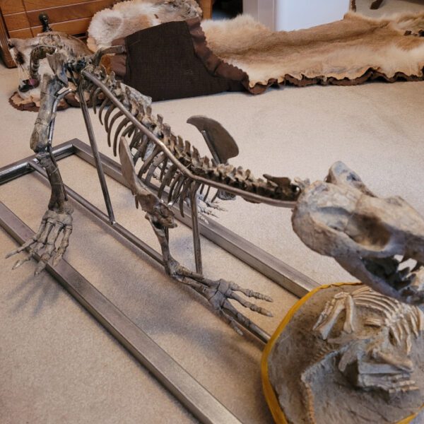 A skeleton of a dinosaur and a skull.