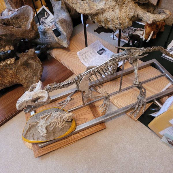 A skeleton of an animal on top of a table.