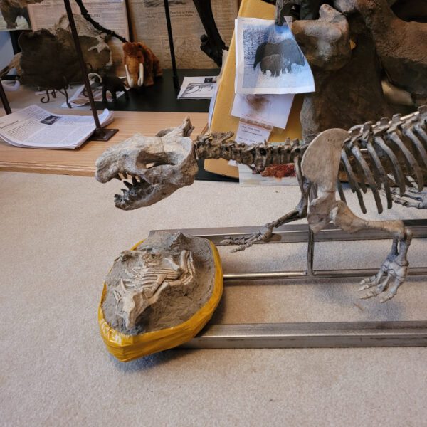 A dinosaur skeleton on top of a table.