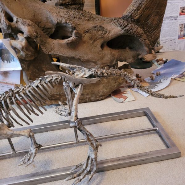 A skeleton of an animal sitting on top of a table.