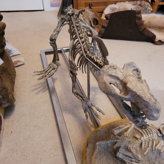 A skeleton of an animal is sitting on the floor.