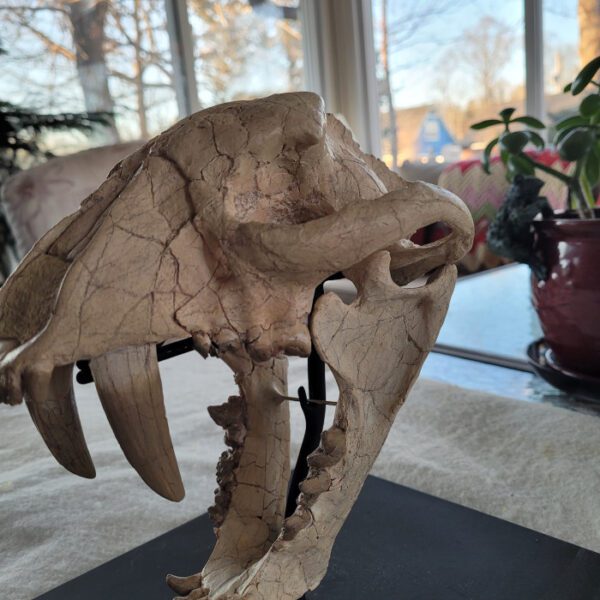 A close up of the skull of an animal
