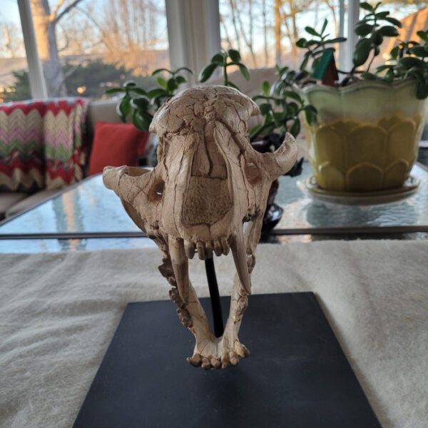 A dog skeleton sitting on top of a table.