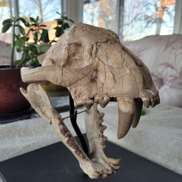 A skeleton of an animal sitting on top of a table.