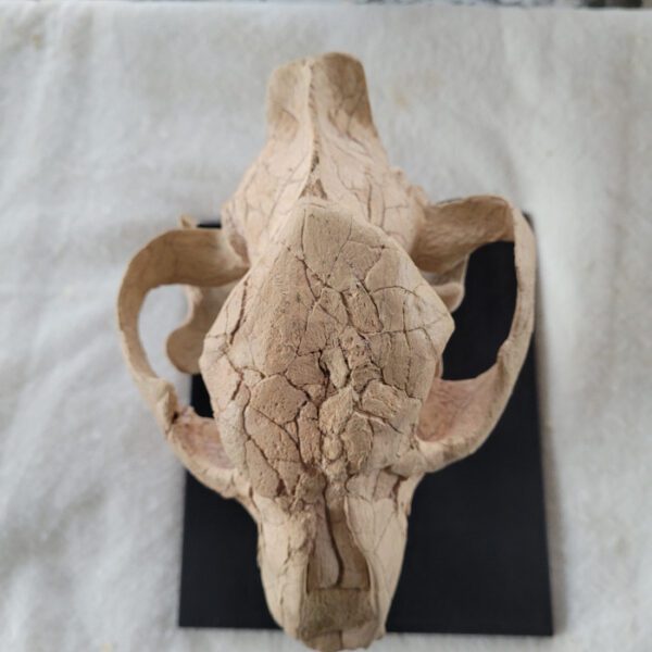 A cow skull on top of a black plaque.