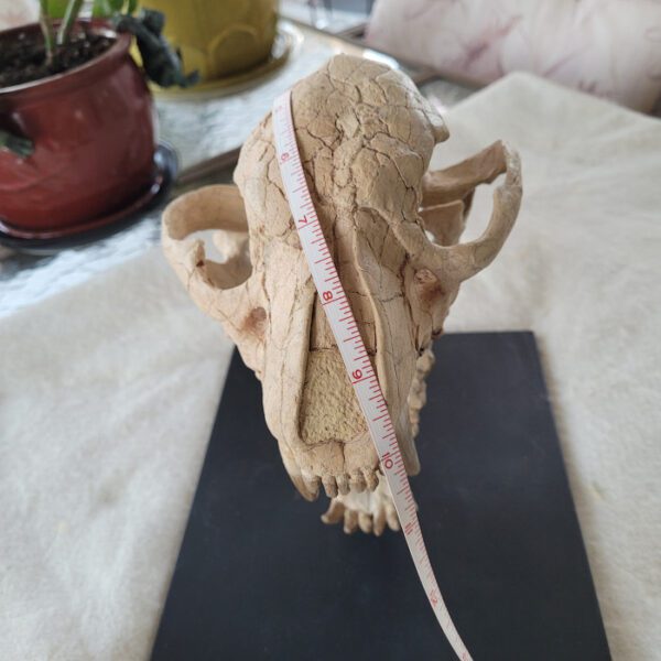 A skull with a measuring tape on it