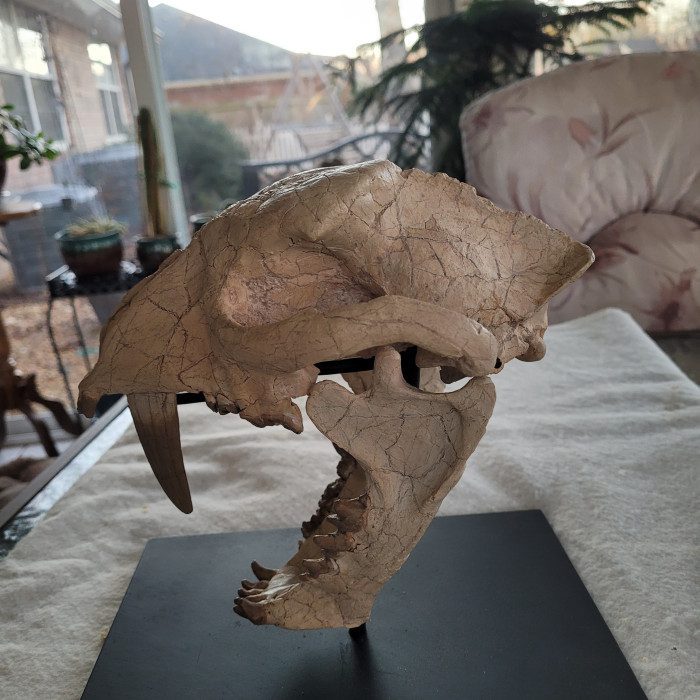A close up of the skull of an animal