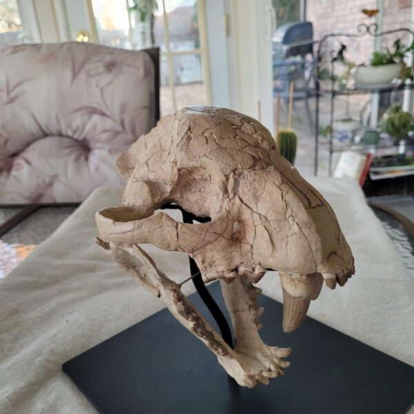 A close up of an animal skull on top of a table.