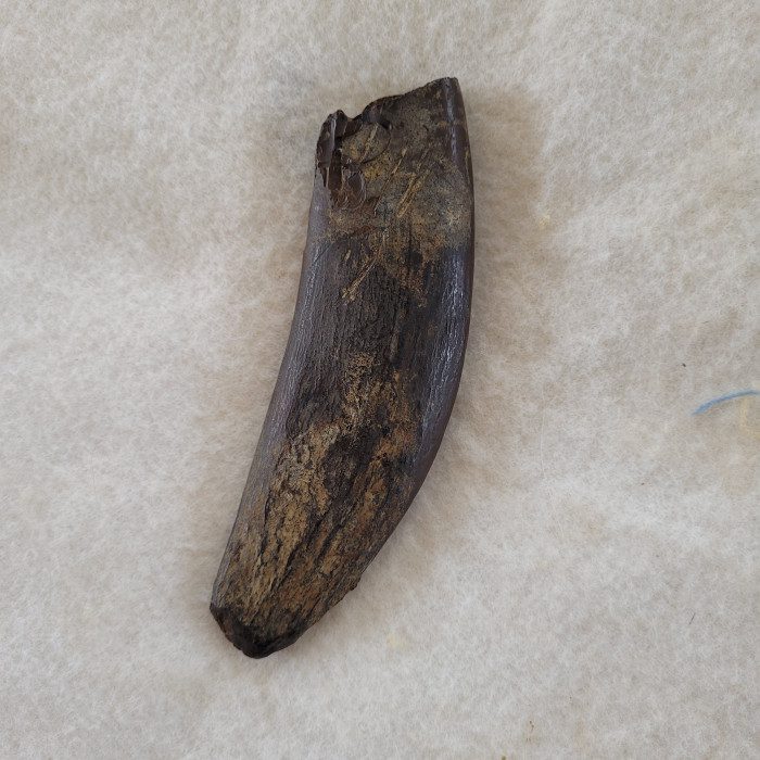 A piece of wood with some bark on it