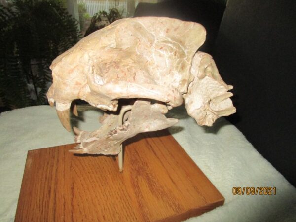 A close up of an animal skull on a table