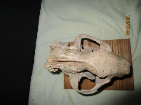 A bone with some type of animal on it
